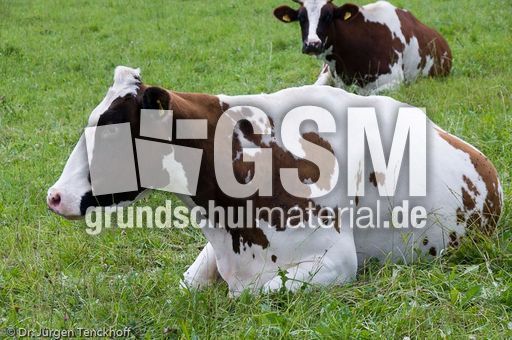 Hausrind (110 von 174).jpg